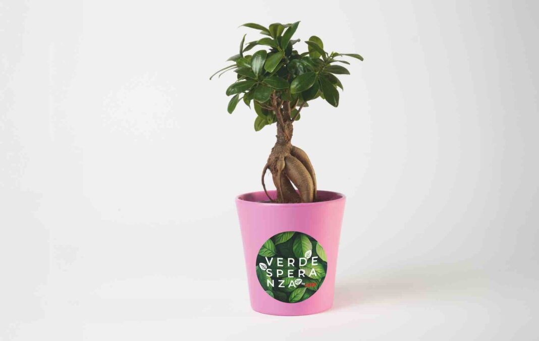 Un bonsai per la ricerca alla Fondazione Meyer di Firenze